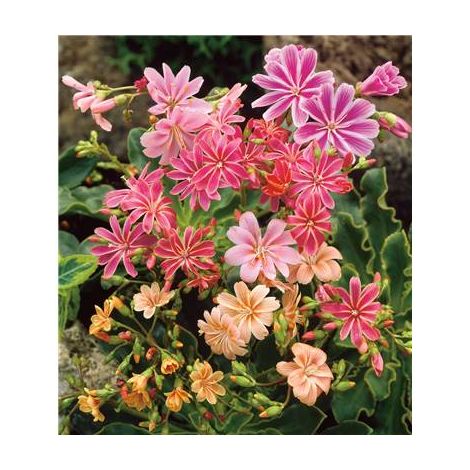 Plante vivace Lewisia cotyledon – Fleurs de porcelaine colorées – Lot de 3 godets – Feuillage charnu et persistant – Fabre Graines