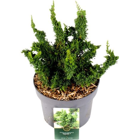 Thuya occidental Sagrada - Thuja occidentalis Sagrada Pot 5L (1/2)