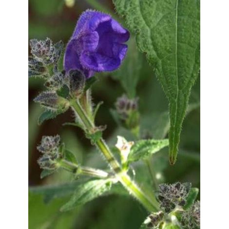 Strobilanthes attenuata 'Blue Carpet' Godet de 8/9 cm (1/4)