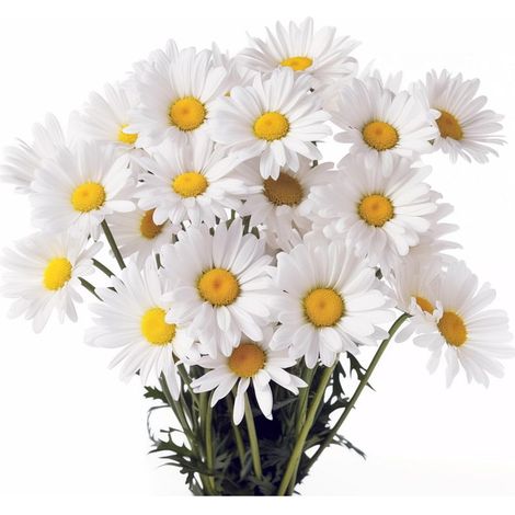 2000 African Daisy Blanc Graines Vivaces – Fleurs Élégantes Jardin + Engrais Inclus (1/4)