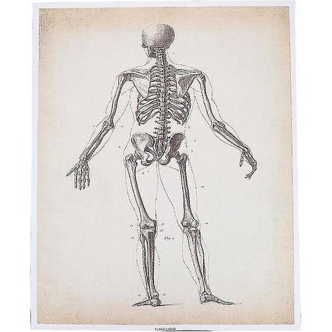 1 Stück Anatomietafel des Menschen (1/3)