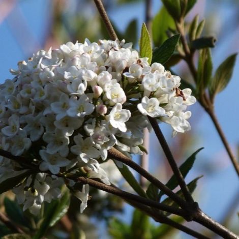 Pépinières Naudet – Viorne de Burkwood – Arbuste buissonnant 2-3m – Fleurs blanches au printemps – Résistante jusqu'à -20°C – Exposition soleil ou ombre (1/5)