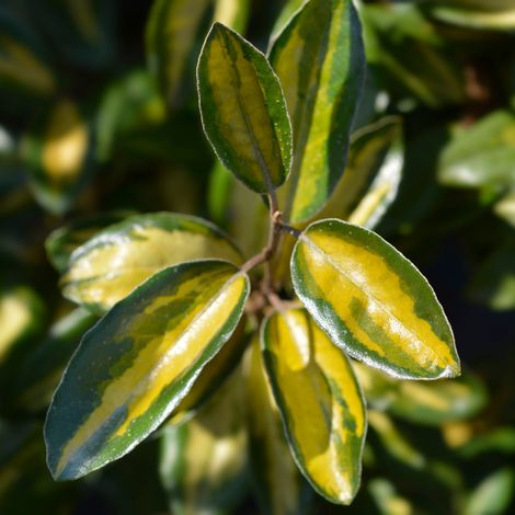 Chalef de Ebbing - Elaeagnus ebbingei Limelight 40cm en pot (1/4)