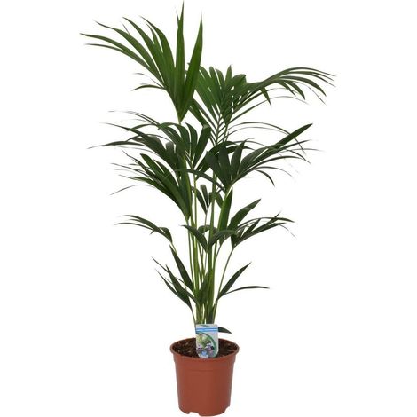Howea forsteriana Kentia Palmier d’intérieur plante verte tropicale pot 21 cm H120 cm - PANGIVO (1/4)