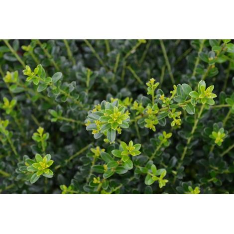Gardenaria Agrifoglio - Ilex crenata 'Kinme' - Arbusto ornamentale da giardino - Altezza: 30/35 cm (vaso19) (1/5)