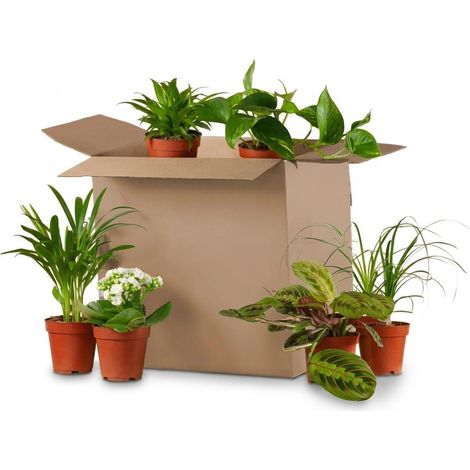 Lot de 6 Plantes d'Intérieur Seconde Chance, Mélange Surprise Vert, Pots de 5 à 17 cm - PANGIVO (1/3)