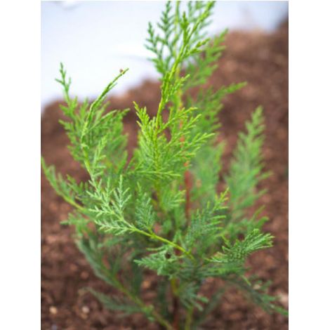 Cyprès de Leyland 'Oger' Godet de 8/9 cm (1/2)