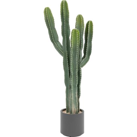 Cactus Exotic Panama - Atmosphera créateur d'intérieur (1/3)