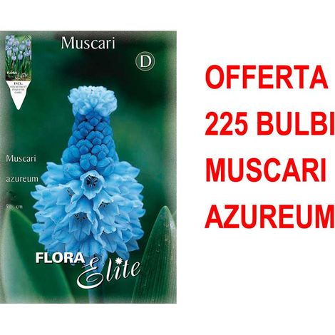 OFFERTA 225 BULBI MUSCARI AZUREUM