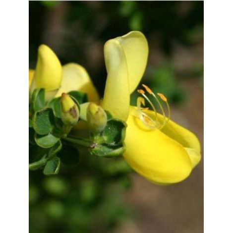 Genêt 'Luna' Pot de 2L/3L