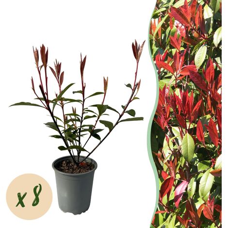 Photinia fraseri Carre Rouge - Lot de 8 Plantes de Haie Persistantes - Feuillage Rouge et Vert - 30-35 cm - PANGIVO (1/5)