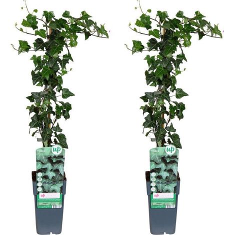 Hedera Helix Plante Grimpante d’Intérieur Feuillage Décoratif Lot de 2 Pot 15 cm Hauteur 65 cm - PANGIVO