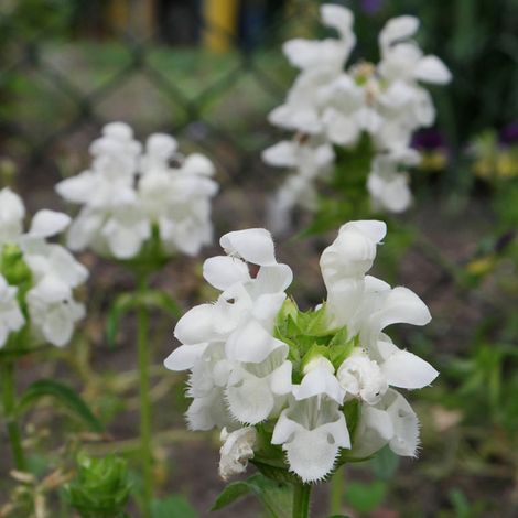 4 x Brunelle , Prunelle 'Alba' - godet 9x9 cm (1/4)