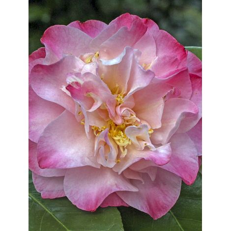 Camélia du Japon 'Nuccio's Jewel' Pot de 3L/4L (1/2)