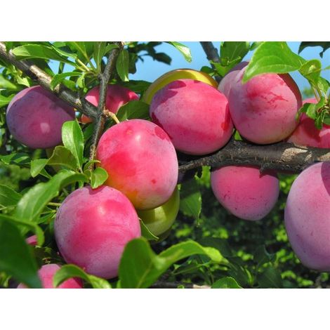 Vivaio Garden Forest – Prunier Santa Rosa 24 – Arbre fruitier vigoureux – Fruits jaunes d'or avec taches rouges – Exposition plein soleil – Rusticité jusqu'à -15°C