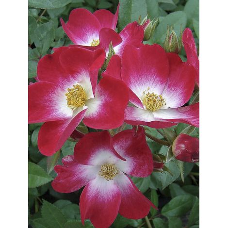 Rosier arbuste 'Bukavu' Pot de 4L/5L