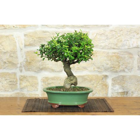 Bonsai di Melograno da fiore bianco (156) (1/5)