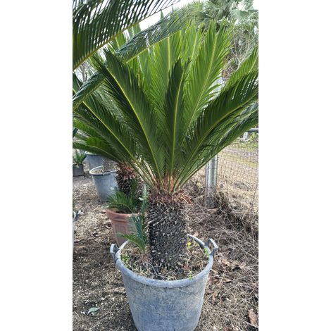 ESEMPLARE DI CYCAS REVOLUTA H 50 CM DI TRONCO FOTO REALE CICAS PALMA