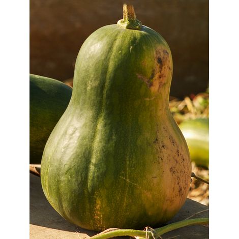 Courge musquée 'Sucrine du Berry ' le sachet de 8 graines environ (1.2g)