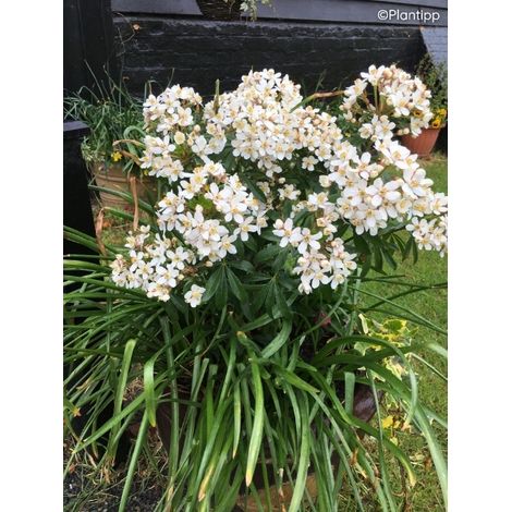 Oranger du Mexique 'Green Fingers' Pot de 2L/3L (1/2)