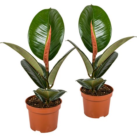 Bloomique - Lot de 2 - Ficus Elastica Robusta - Caoutchouc - Plante d’intérieur - Dépolluante - Très Facile à Entretenir - Hauteur 30-40 cm - Pot 12 cm