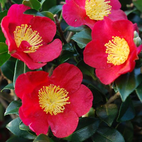 1 PIANTA CAMELIA SASANQUA YULETIDE REGINA D'INVERNO ARBUSTO RESISTENTE AL FREDDO