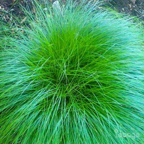 3 Laîches Rosée (Carex 'Rosea')