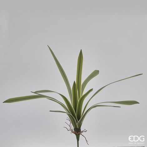 PIANTA ARTIFICIALE FALANGIO REAL H51CM 12 FOGLIE (1/3)