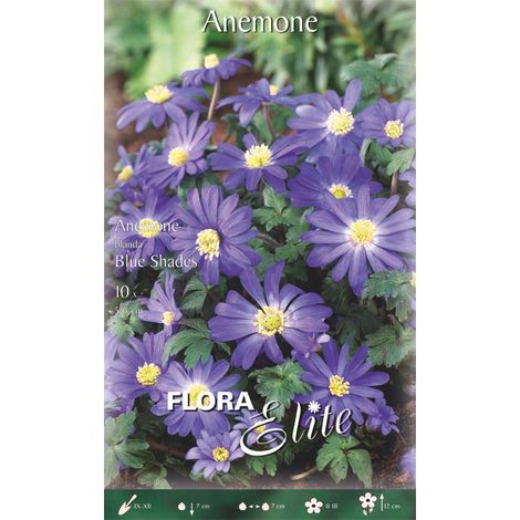 BULBI AUTUNNALI ANEMONE BLUE SHADES CONFEZIONE 10 BULBI BULBS BULBES