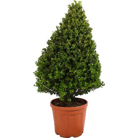 Bosso a Cono - Buxus Microphylla Faulkner - H 80-100 cm Vaso Ø 24 cm
