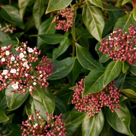 Viorne tin, Laurier tin - Viburnum tinus  - 30-40 cm pot