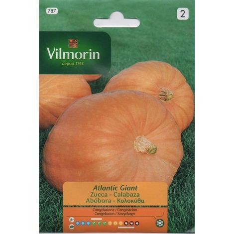 VILMORIN Semillas de CALABAZA GIGANTE ATLANTIC S-2, Sobre 2 gr