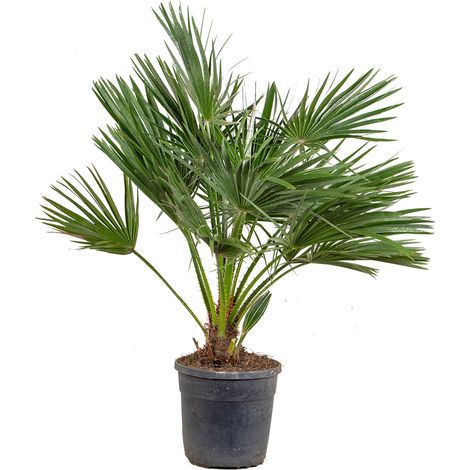 Bloomique - Chamaerops Humilis - Palmier nain européen - Palmier rustique - Plantes de jardin - Hauteur 80-100 cm - Pot 24 cm (1/4)