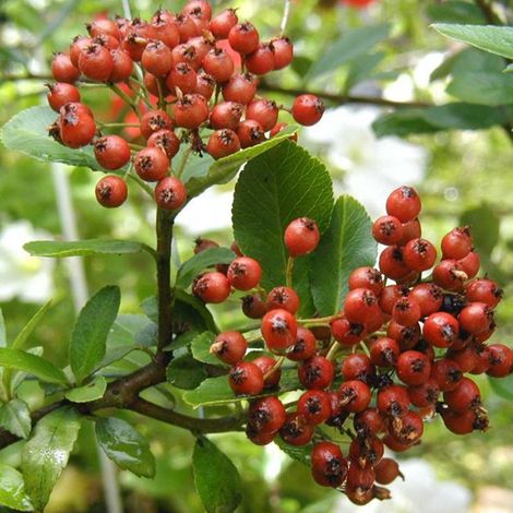 Buisson ardent ‘Red Column’ 'Red Column' - 60-80 cm pot (1/4)