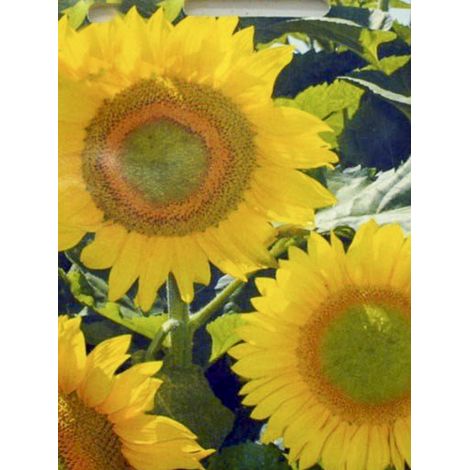 Soleil, Tournesol 'Green Heart F1' le sachet de 25 graines