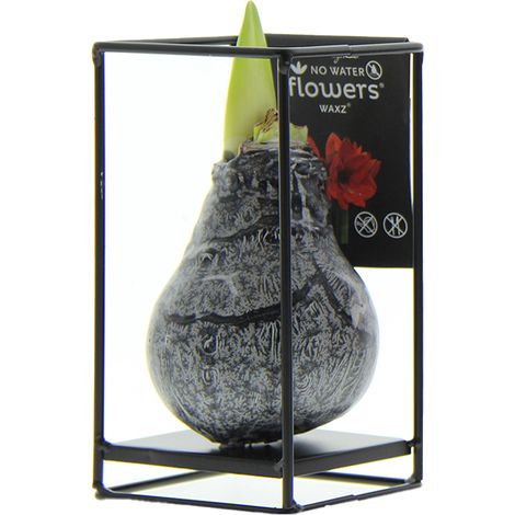 Bloomique - Amaryllis à bulbe en cire noire sur support en métal - Noir industriel - Fleur sans eau - Décoration de Noël - Hauteur à la livraison 15-25 cm - Pousse jusqu’à 30-50 cm - Ø10 cm (1/5)
