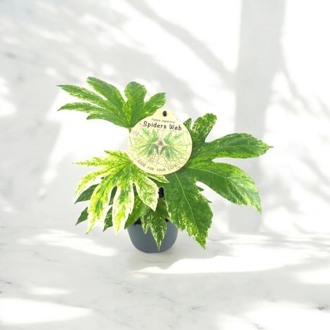 Gardenaria Fatsia japonica variegata (Aralia) - Pianta da interno ornamentale - Altezza: 25 cm (vaso 12) (1/5)