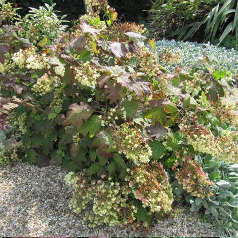 Hortensia à feuilles de chêne Alice, Hydrangea quercifolia/Pot de 4L - 40/60 cm (1/2)