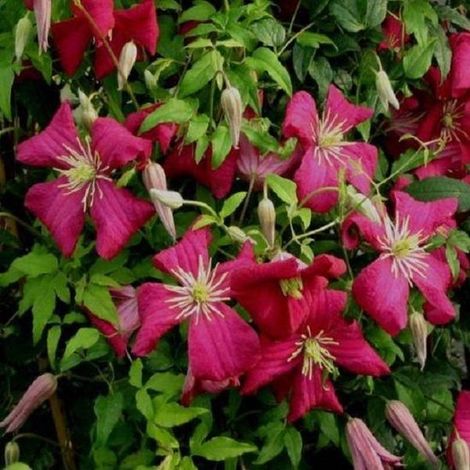 Clématite 'Madame Julia Correvon' - Clématite - 50-60 cm en pot : Plante grimpante avec des fleurs rouge vin en forme d'araignée en été. (1/4)