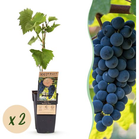 Vigne Vitis vinifera Boskoop Glory - Raisin Bleu de Table - Lot de 2 Plantes - H 50 cm - PANGIVO (1/5)
