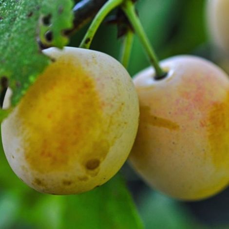 Prunier 'Golden Japan' (Prunus domestica 'Golden Japan') (1/3)