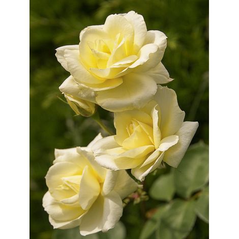 Rosier à massif 'Love Letter' Pot de 4L/5L