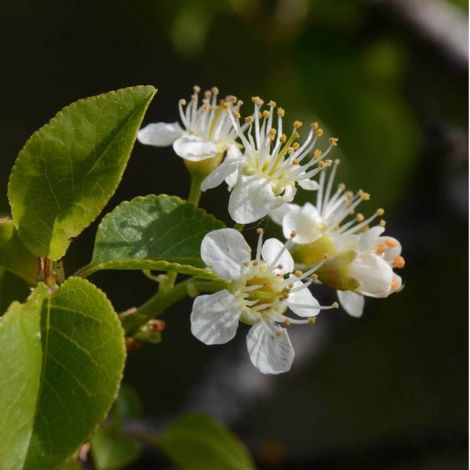 Pépinières Naudet – Cerisier 'Sainte-Lucie' – Arbuste à fleurs blanches odorantes – Hauteur à maturité 3-4m – Exposition ensoleillée – Plantation toute l'année (1/3)
