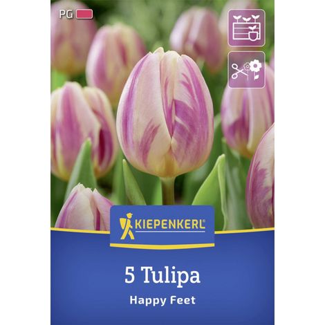 Kiepenkerl Herbstblumenzwiebel Triumph-Tulpe Happy Feet 5 Stück (1/2)