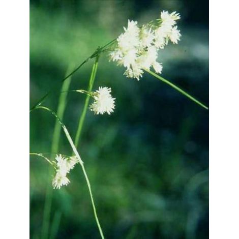 Luzule blanche Pot de 2L/3L (1/4)