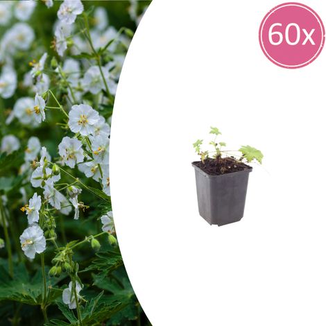 60 Géraniums Vivaces White Ness Couvre-sol Fleurs Blanches 10-25 cm Pot Ø 9 cm - PANGIVO (1/5)