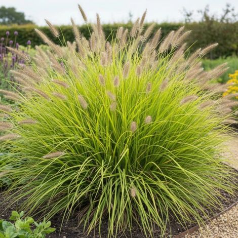 Herbe aux écouvillons Hameln Gold®, Pennisetum/Godet - 5/20 cm