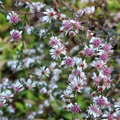 4 x Aster lateriflorus 'Lady In Black' - godet 9x9 cm (1/5)
