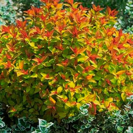 Spirée du Japon Magic Carpet® 'Walbuma', Spiraea/Pot de 2L - 10/20 cm