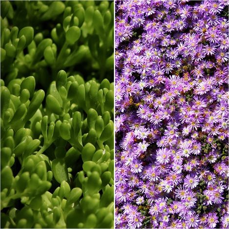 Planta Tapizante U�as de Gato Rosa Lampranthus Roseus